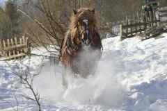 How to get timber down in the snow