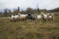 Quiet Slovak sheep