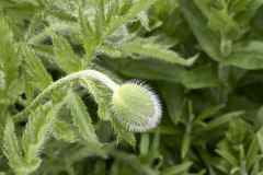 Papaver