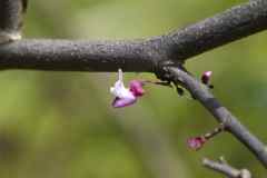 Cercis flower